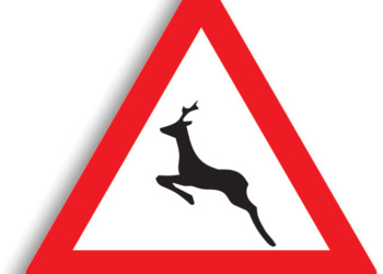 Căprioară lovită mortal de o mașină în apropiere de ”Zidul Morții”