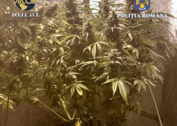 Trei percheziții domiciliare la persoane bănuite de trafic de droguri