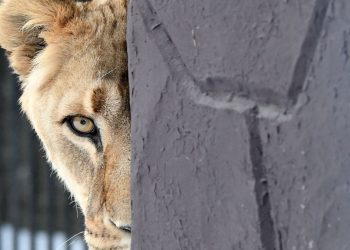 Ro-Alert de leu în libertate pe străzile din Târgoviște