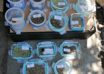 Percheziții domiciliare în municipiul București și în județele Buzău și Ilfov într-un dosar de trafic de droguri de risc în formă continuată