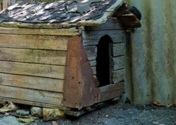 Un tată și-a ascuns fiul mort în cușca câinelui pentru a-i încasa indemnizația de handicap și alocația