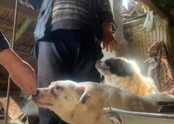 Femeie închisă de aproape trei ani în podul unei case din comuna Șaru Dornei cu trei câini: „Fără toaletă, fără apă, fără aer”