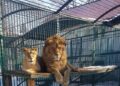 Doi lei de la Grădina Zoologică din Rădăuți au scăpat din cușca în care se aflau: „Nicio clipă populația municipiului Rădăuți nu a fost pusă în pericol”