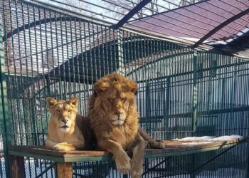 Doi lei de la Grădina Zoologică din Rădăuți au scăpat din cușca în care se aflau: „Nicio clipă populația municipiului Rădăuți nu a fost pusă în pericol”