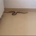 Șarpe filmat plimbându-se prin sala de mese a unui spital