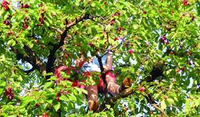 Bărbat ajuns la spital după ce a căzut dintr-un cireș