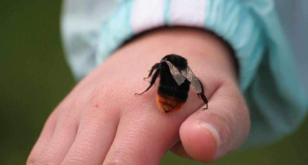 Femeie moartă după ce a fost înțepată de un bondar