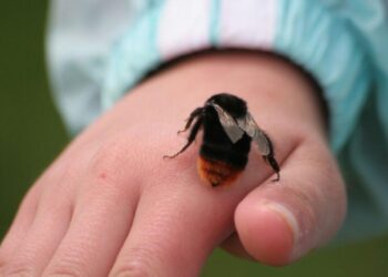 Femeie moartă după ce a fost înțepată de un bondar