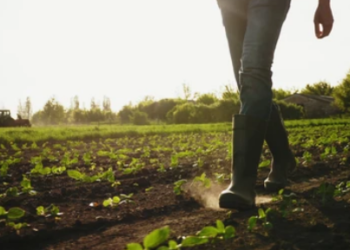 Botoșănean rătăcit pe un câmp din Verești, după ce și-a vizitat fratele și a consumat câteva sticle de bere