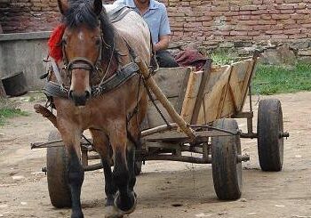 Căruțaș beat, călcat de căruța pe care o conducea