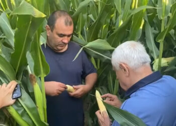 Ministrul Agriculturii, Petre Daea: „În momentul în care desfaci pănușile și ai luat ciocălăul în mână e temperatura atât de ridicată, aproape te încălzești”