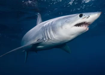 Există rechini în Marea Neagră? Care este probabilitatea să fii atacat de un rechin pe litoralul românesc