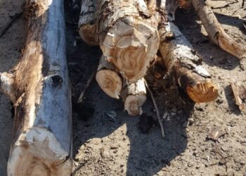 Surplus de material lemnos depistat de jandarmi în două căruțe din municipiul Suceava și din orașul Gura Humorului