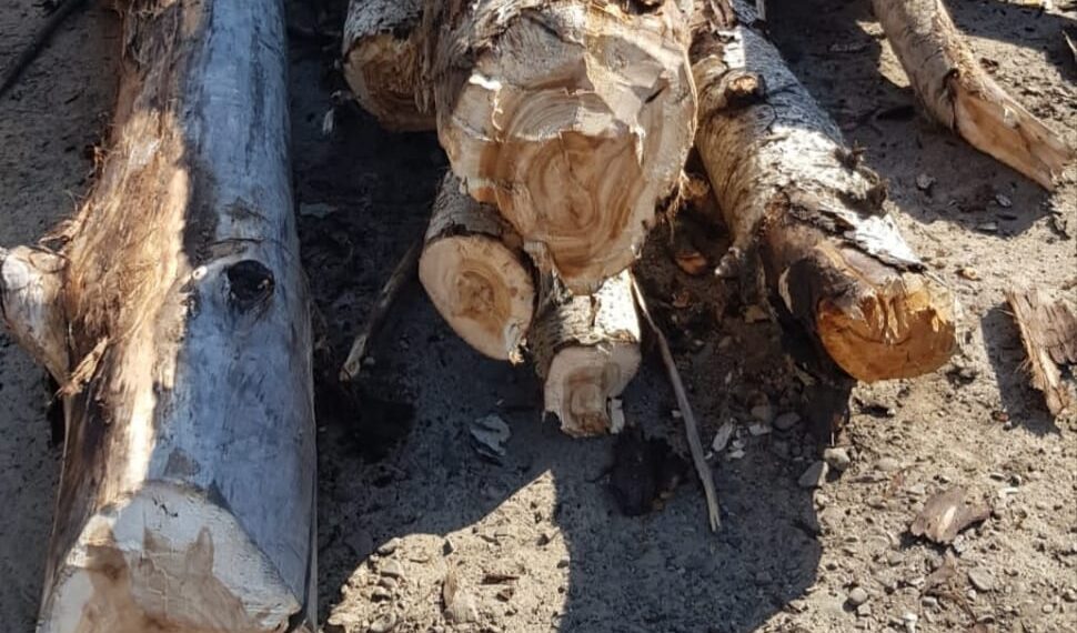 Surplus de material lemnos depistat de jandarmi în două căruțe din municipiul Suceava și din orașul Gura Humorului