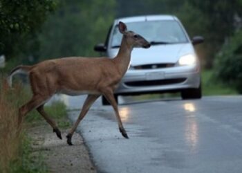 Un șofer a lovit o căprioară pe drumul ce leagă Mitocu Dragomirnei de Suceava