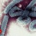 Autoritățile din Ghana confirmă primele cazuri de virus Marburg, o boală infecțioasă mortală care face parte din familia virusului care provoacă Ebola