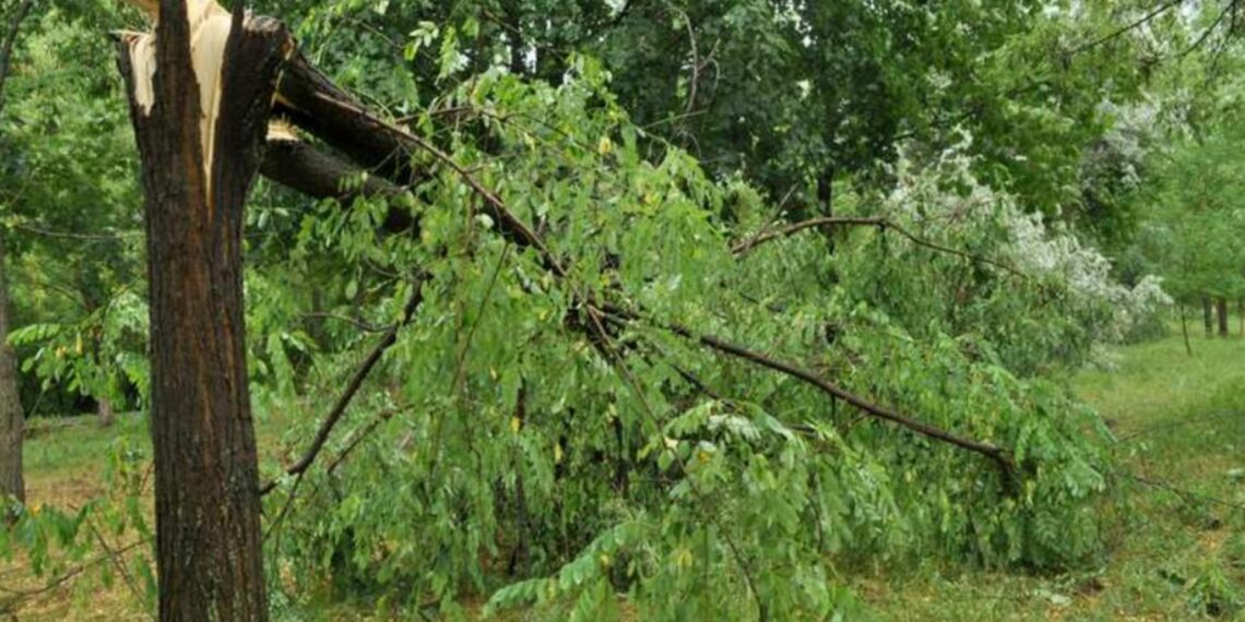 Un bărbat a murit după ce vârful unui copac a căzut peste el