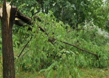 Un bărbat a murit după ce vârful unui copac a căzut peste el