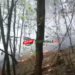 Un bărbat a incendiat o pădure pentru a le da de lucru pompierilor: „Să nu mai stea atâta pe TikTok”