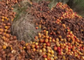 Producătorii de mere din zona Fălticeni, nevoiți să își aruncă producția de anul trecut: „Oamenii nu vor să le ia nici pe gratis”