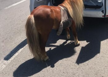 Ponei deshidratați și apatici, folosiți pentru plimbări, confiscați de polițiști