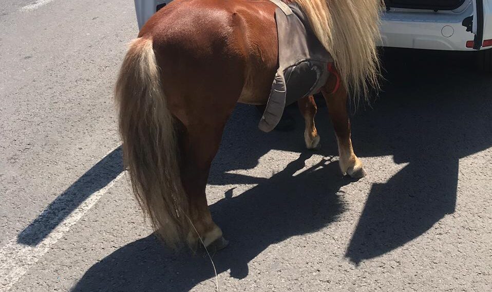 Ponei deshidratați și apatici, folosiți pentru plimbări, confiscați de polițiști