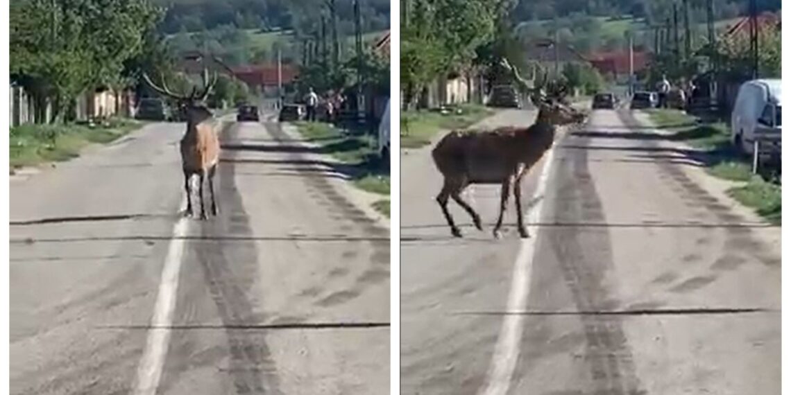 O șoferiță a lovit un cerb lopătar pe raza localității Pătrăuți