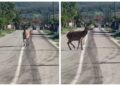 O șoferiță a lovit un cerb lopătar pe raza localității Pătrăuți