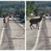O șoferiță a lovit un cerb lopătar pe raza localității Pătrăuți