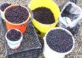 Un bărbat a sunat la 112 pentru a reclama faptul că polițiștii i-au confiscat soției sale afinele și ciupercile pe care le vindea