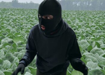 Un localnic din Milișăuți a surprins două persoane ce au dat iama în lanul său cu varză. Hoții au reușit să fure opt verze