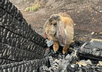 Misiunea pompierilor români în Franța continuă într-o altă zonă din Parcul natural regional Landes de Gascogne