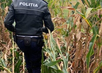 Mai multe persoane s-au ascuns într-un lan de porumb, după ce mașina în care se aflau a fost implicată într-un accident rutier pe raza localității Frătăuții Vechi. Una dintre persoane a scăpat documentele mașinii în timp ce fugea de polițiști