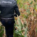 Mai multe persoane s-au ascuns într-un lan de porumb, după ce mașina în care se aflau a fost implicată într-un accident rutier pe raza localității Frătăuții Vechi. Una dintre persoane a scăpat documentele mașinii în timp ce fugea de polițiști