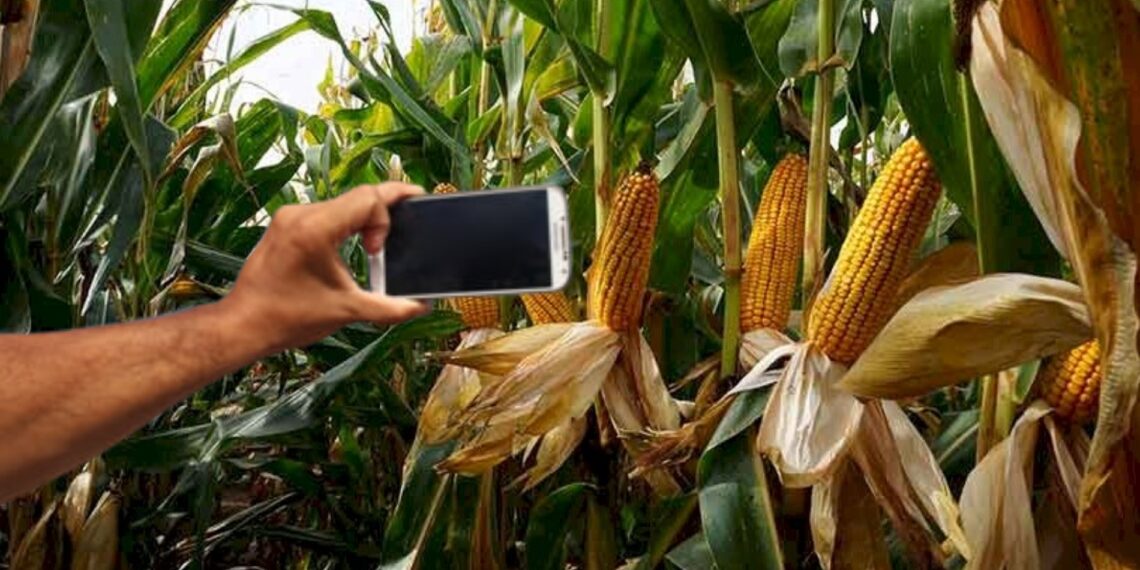 Dosar penal pe numele a trei bărbați și o femeie care au dat iama într-un lan de porumb și au rupt 21 de știuleți. Aceștia n-ar fi vrut să îi fure, ci să se pozeze cu știuleții