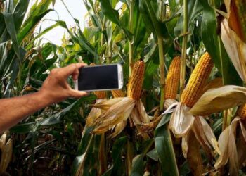 Dosar penal pe numele a trei bărbați și o femeie care au dat iama într-un lan de porumb și au rupt 21 de știuleți. Aceștia n-ar fi vrut să îi fure, ci să se pozeze cu știuleții