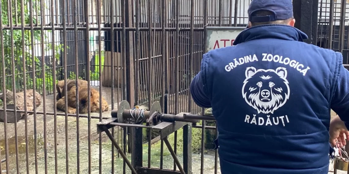 Simba și Mir, leii refugiați din Ucraina, vor ajunge într-un sanctuar din Africa de Sud. Aceștia au stat 6 luni în Grădina Zoologică Rădăuți