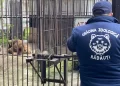 Simba și Mir, leii refugiați din Ucraina, vor ajunge într-un sanctuar din Africa de Sud. Aceștia au stat 6 luni în Grădina Zoologică Rădăuți