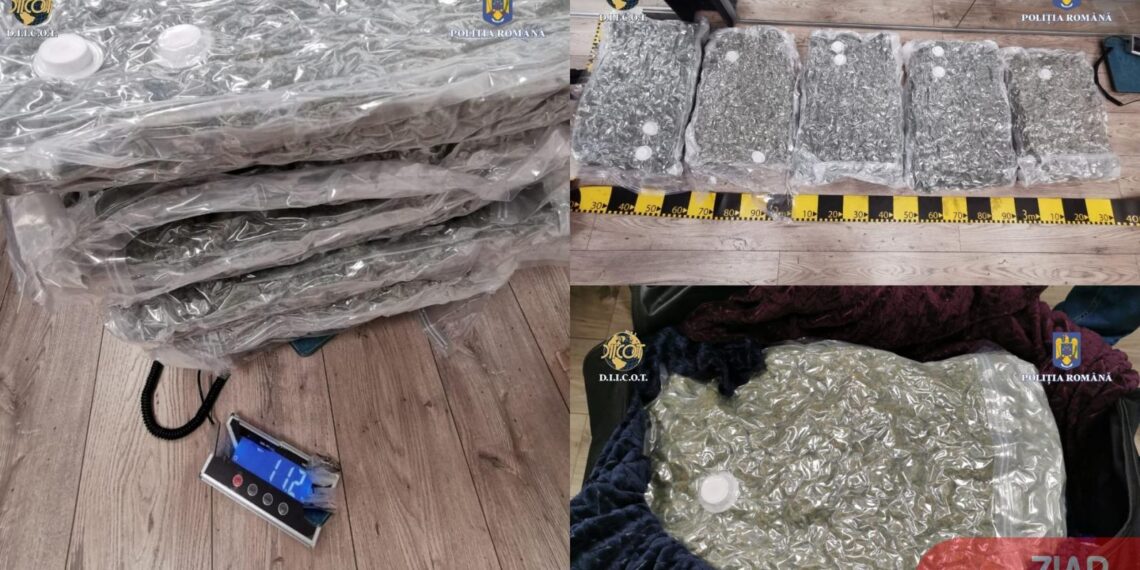 Tânărul, care s-a luat la întrecere cu polițiștii crezând că transportă kilograme de canabis, fără a ști că BCCO și DIICOT Suceava i-au înlocuit marfa cu buruieni uscate de pe câmp, a fost condamnat definitiv la doi ani de închisoare 
