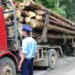 Polițiștii suceveni au indisponibilizat un camion care transporta lemne ilegal, având ITP-ul expirat