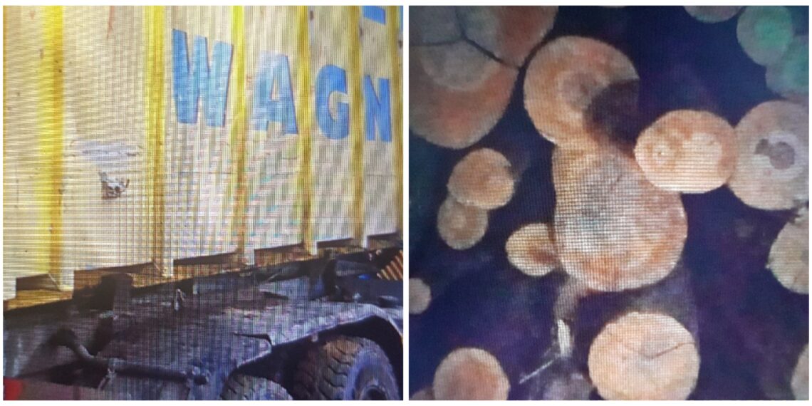 FOTO Peste 500 de metri cubi de material lemnos, transportați ilegal de o firmă din Mălini