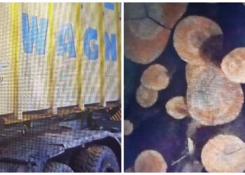 FOTO Peste 500 de metri cubi de material lemnos, transportați ilegal de o firmă din Mălini