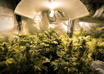 Un sucevean, care și-a creat propria cultură de canabis într-o camera a locuinței, a fost condamnat la un an de închisoare cu suspendare. Acesta a avut o recoltă de invidiat