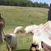 Cioban condamnat definitiv la șapte luni de închisoare cu suspendare, pentru că i-a distrus mașina și i-a dat cu ciomagul în gură unui bărbat ce voia să cumpere 180 din oile pe care le păștea agresorul