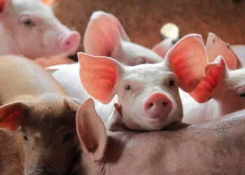 Un sucevean a poposit 24 de ore în arestul IPJ Bistrița-Năsăud, după ce l-a tâlhărit pe bărbatul de la care a cumpărat mai mulți porci