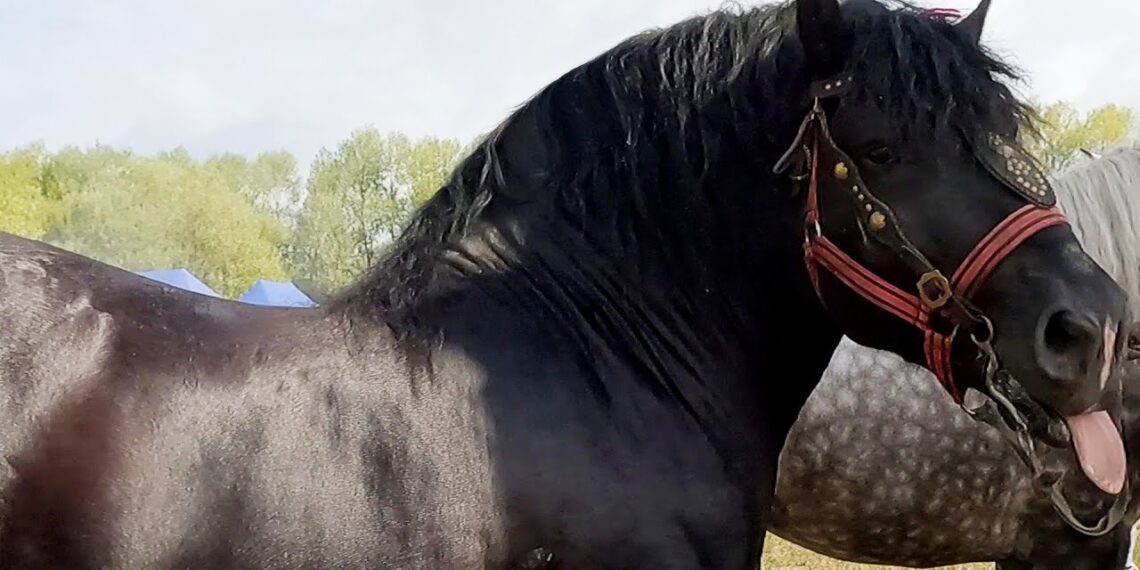 Polițiștii și jandarmii au ”spart” un târg de cai organizat ilegal în Vicovu de Sus. Oamenii legii au împărțit amenzi celor ce le-au ieșit în cale