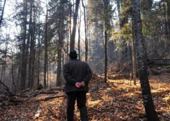 Un pădurar șpăgar din Moldovița a dat de belele după ce a cerut mită unor hoți de lemne: „Băi gunoiule, îmi faci probleme?”