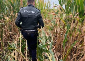 La furat de porumb, cu două mașini. Un bărbat din Bunești a prins hoții în flagrant în timp ce au dat iama în recolta sa