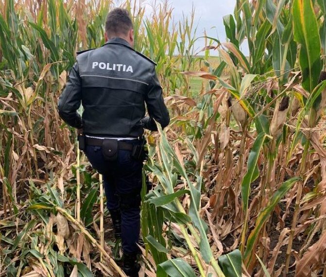 La furat de porumb, cu două mașini. Un bărbat din Bunești a prins hoții în flagrant în timp ce au dat iama în recolta sa