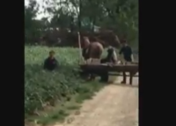 Unul dintre sălbaticii din Dumbrăveni care au schinghiuit un cal a fost condamnat la peste patru ani de închisoare pentru un cearșaf de infracțiuni